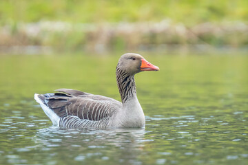 Greylag goose, Anser Anser, swimming in water