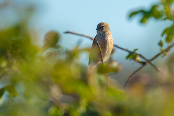 Linnet male bird, Carduelis cannabina singing