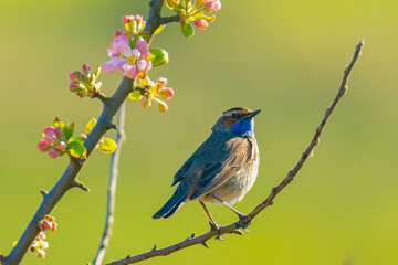 Closeup of a blue-throat bird male Luscinia svecica cyanecula singing