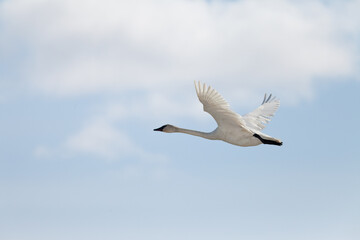 Flying Trumpeter Swan Cygnus buccinator and clouds