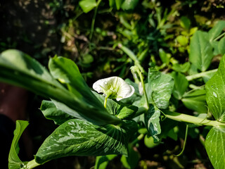 Obraz premium This is green pea flower close-up macro shot in the morning.
