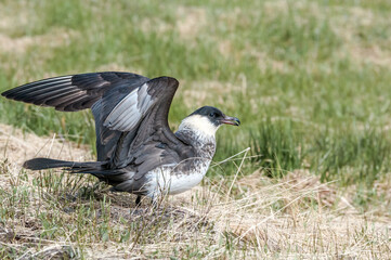 Pomarine Jaeger (Stercorarius pomarinus) in Barents Sea coastal area, Russia