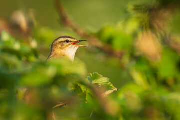 Sedge Warbler, Acrocephalus schoenobaenus, singing
