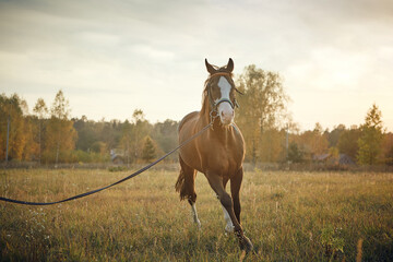 beautiful horse stud in the field