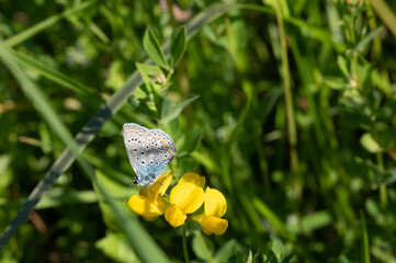 papillon sur fleur jaune