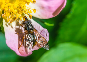 mouche et pollen