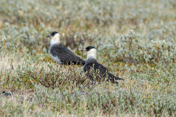 Pomarine Jaeger (Stercorarius pomarinus) in Barents Sea coastal area, Russia