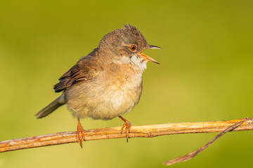 Whitethroat bird, Sylvia communis, foraging in a meadow
