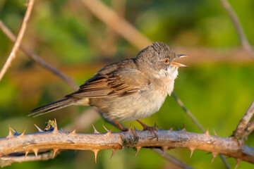 Fototapeta premium Whitethroat bird, Sylvia communis, foraging in a meadow