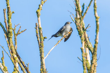Common cuckoo, Cuculus canorus, resting and singing in a tree.