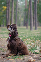 Cute red chocolate tricolor dog american cocker spaniel breed. Puppy in autumn fall park 
