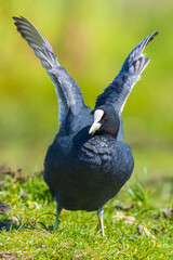 Eurasian coot Fulica atra, foraging in green grass