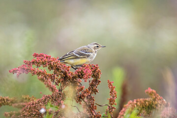 Closeup of a male western yellow wagtail bird Motacilla flava singing