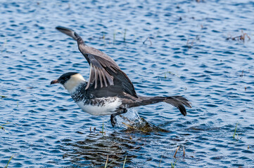 Pomarine Jaeger (Stercorarius pomarinus) in Barents Sea coastal area, Russia