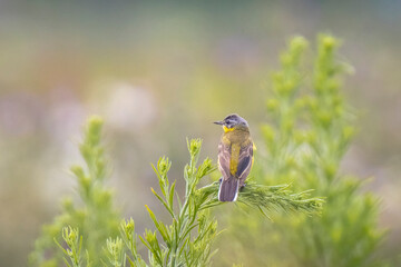 Closeup of a male western yellow wagtail bird Motacilla flava singing