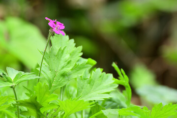 Small pink flower, famous plant as a folk medicine in Japan.