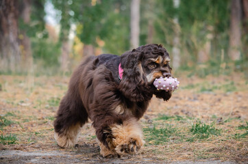 Cute red chocolate tricolor dog american cocker spaniel breed. Puppy is playing with toy in autumn fall park 