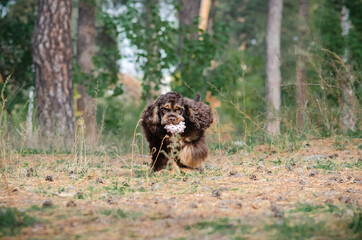 Cute red chocolate tricolor dog american cocker spaniel breed. Puppy is playing with toy in autumn fall park 