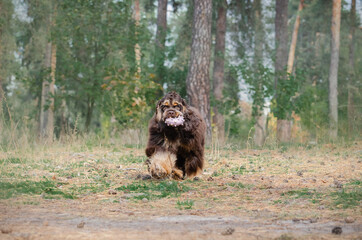 Cute red chocolate tricolor dog american cocker spaniel breed. Puppy in autumn fall park 