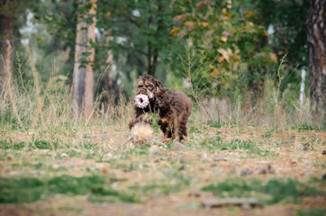 Cute red chocolate tricolor dog american cocker spaniel breed. Puppy in autumn fall park 
