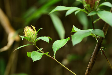 OKERA, Japanese name, is a plant used as stock for making Chinese herbal medicine. 