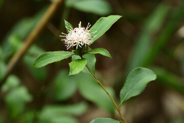 OKERA, Japanese name, is a plant used as stock for making Chinese herbal medicine. 