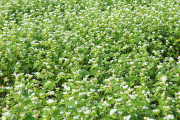 Fototapeta na wymiar buckwheat flower field