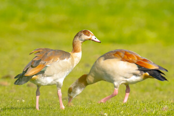 Egyptian geese couple Alopochen aegyptiacus