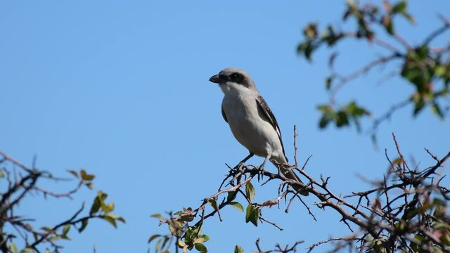 Lesser Grey Shrike resting on the branch. Lanius minor