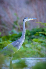 Grey heron, Ardea cinerea, waterfowl hunting in wetland