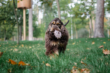 Cute red chocolate tricolor dog american cocker spaniel breed. Puppy is playing with toy in autumn...