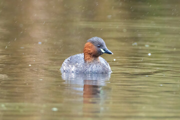 Little grebe, Tachybaptus ruficollis, swimming