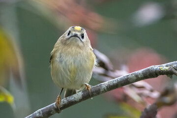 Goldcrest bird, Regulus regulus, foraging through branches of trees and bush