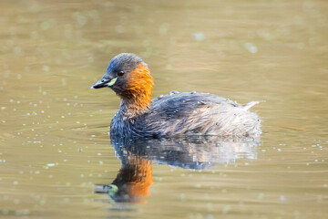 little grebe, Tachybaptus ruficollis, foraging