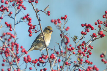 Fieldfare bird, Turdus pilaris, eating berries