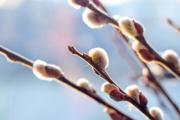 Spring Easter background with flowering willow branches on a light blue background