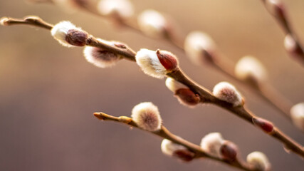 Spring Easter background with flowering willow branches on a light brown background