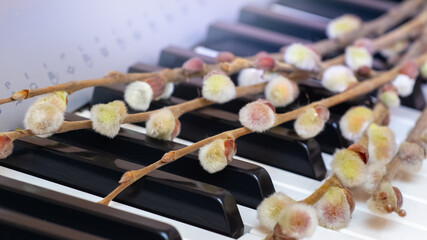 Willow branches with catkins on piano keys