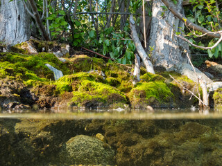 Riparian habitat ecosystem of forest lake shore