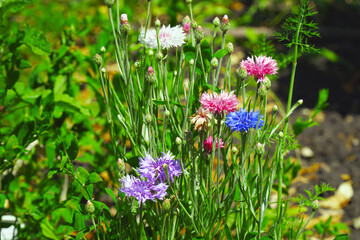 Pink and blue cornflowers on a natural background