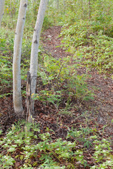 Taiga forest trail lined with Bunchberry flowers