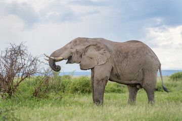 African elephant (Loxodonta africana) feeding on acacia bush, Amboseli national park, Kenya.