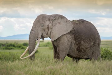 Naklejka na ściany i meble African elephant (Loxodonta africana) with long tusk, standing on savanna, Amboseli national park, Kenya.
