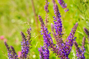Purple flowers of wild meadow sage in the wild. Wild Salvia on a summer day. Salvia pratensis
