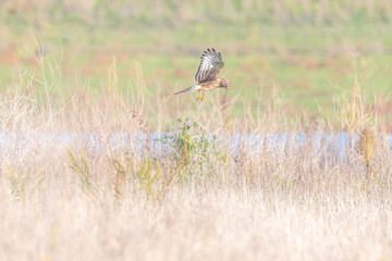 Hen harrier Circus cyaneus hunting