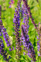 Naklejka premium Purple flowers of wild meadow sage in the wild. Wild Salvia on a summer day. Salvia pratensis