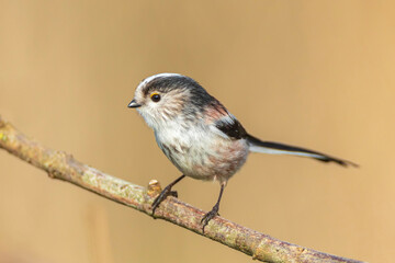 Closeup of a long-tailed tit or long-tailed bushtit, Aegithalos caudatus, bird foraging in a forest