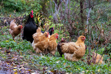 Fototapeta premium Black rooster and brown chickens in the garden
