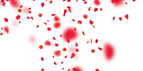 Fototapeta na wymiar Rose petals Stock Image In white Background