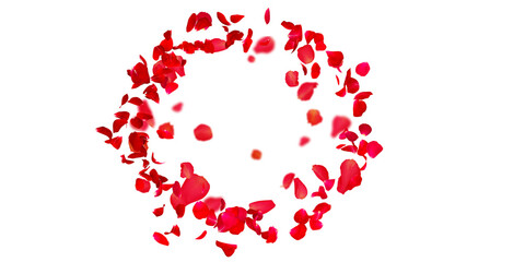 Rose petals Stock Image In white Background